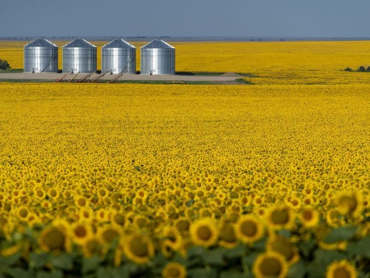 South Dakota Sunflowers