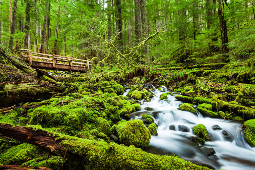 Olympic National Park